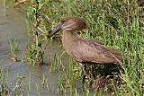 Hamerkop